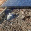 5 METRI PARAPICCIONE FOTOVOLTAICO POLIETILENE - immagine 2