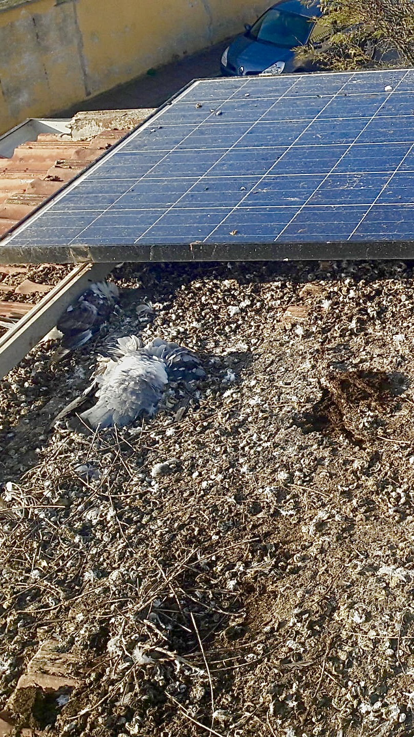 5 METRI PARAPICCIONE FOTOVOLTAICO POLIETILENE - immagine 2